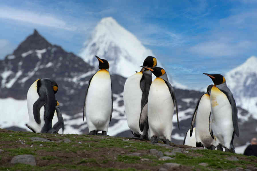 Pingüino Rey - islas Georgias del Sur 062.jpg